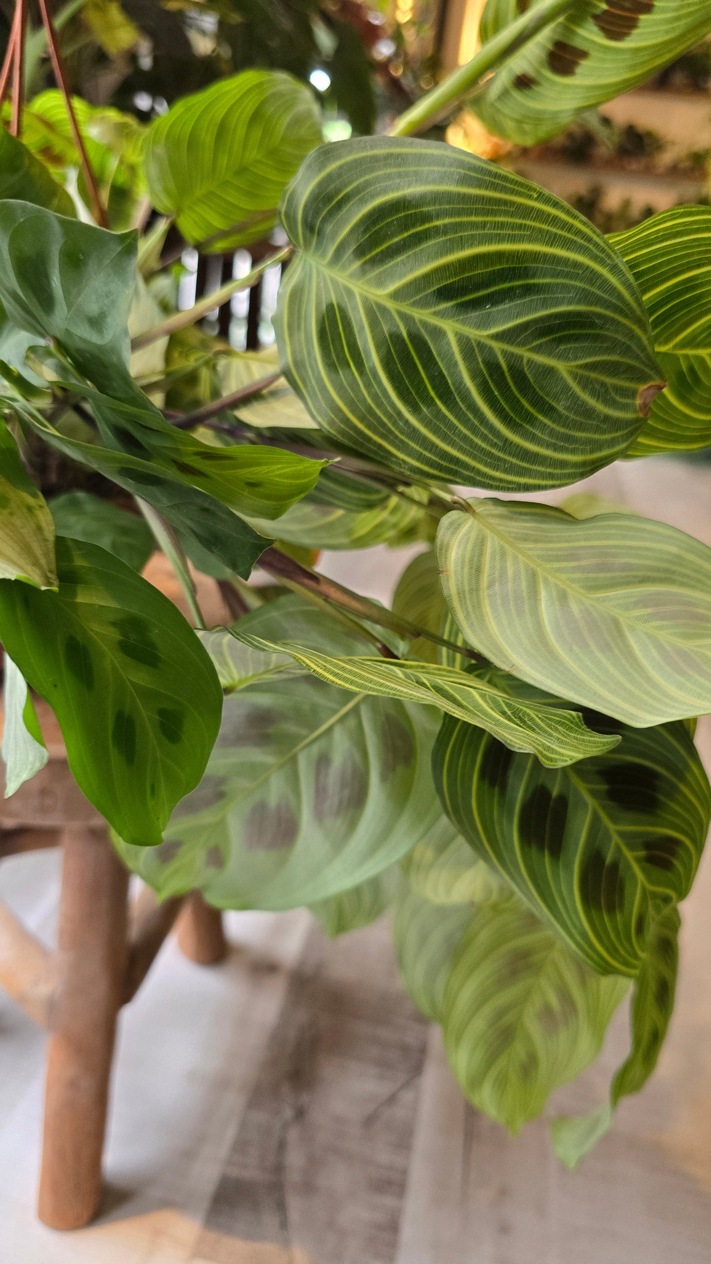 Maranta Light Veins