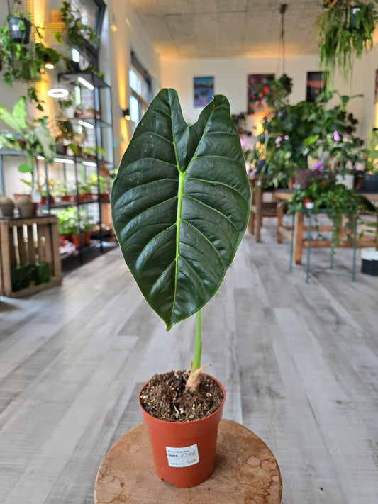 Alocasia Golden Bone (SC)