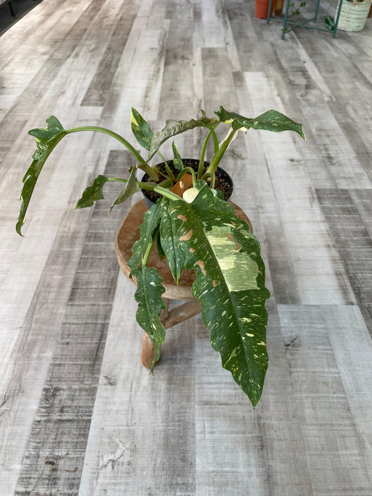 Philodendron Ring of Fire (SC)