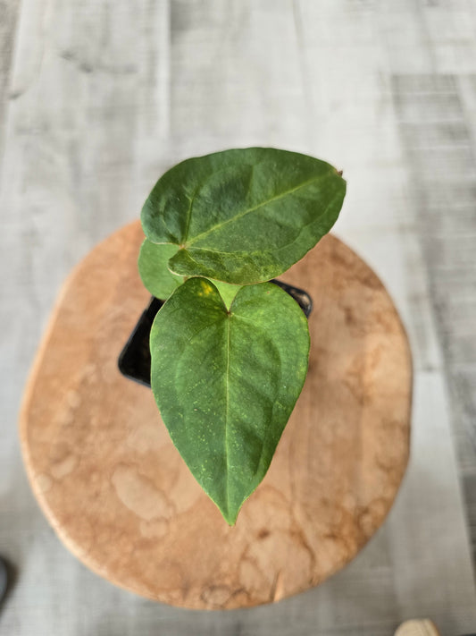 Anthurium X-one x Red Spider x Forgetii x AOS