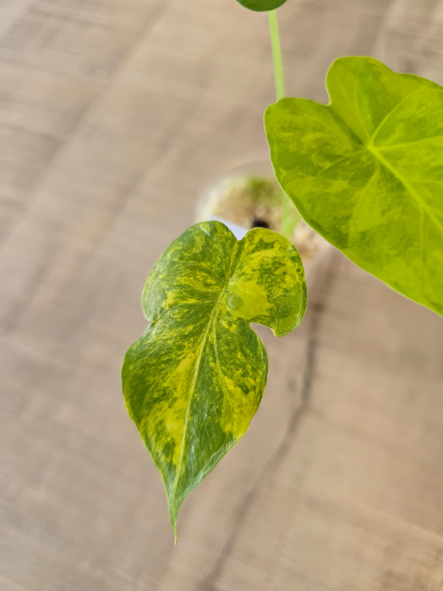 Alocasia Macrorrhiza Aurea Variegata (JP)