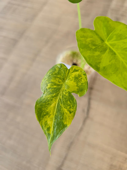Alocasia Macrorrhiza Aurea Variegata (JP)