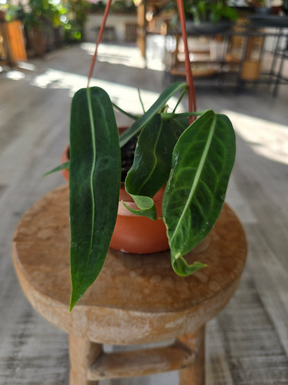 Anthurium pallidiflorum