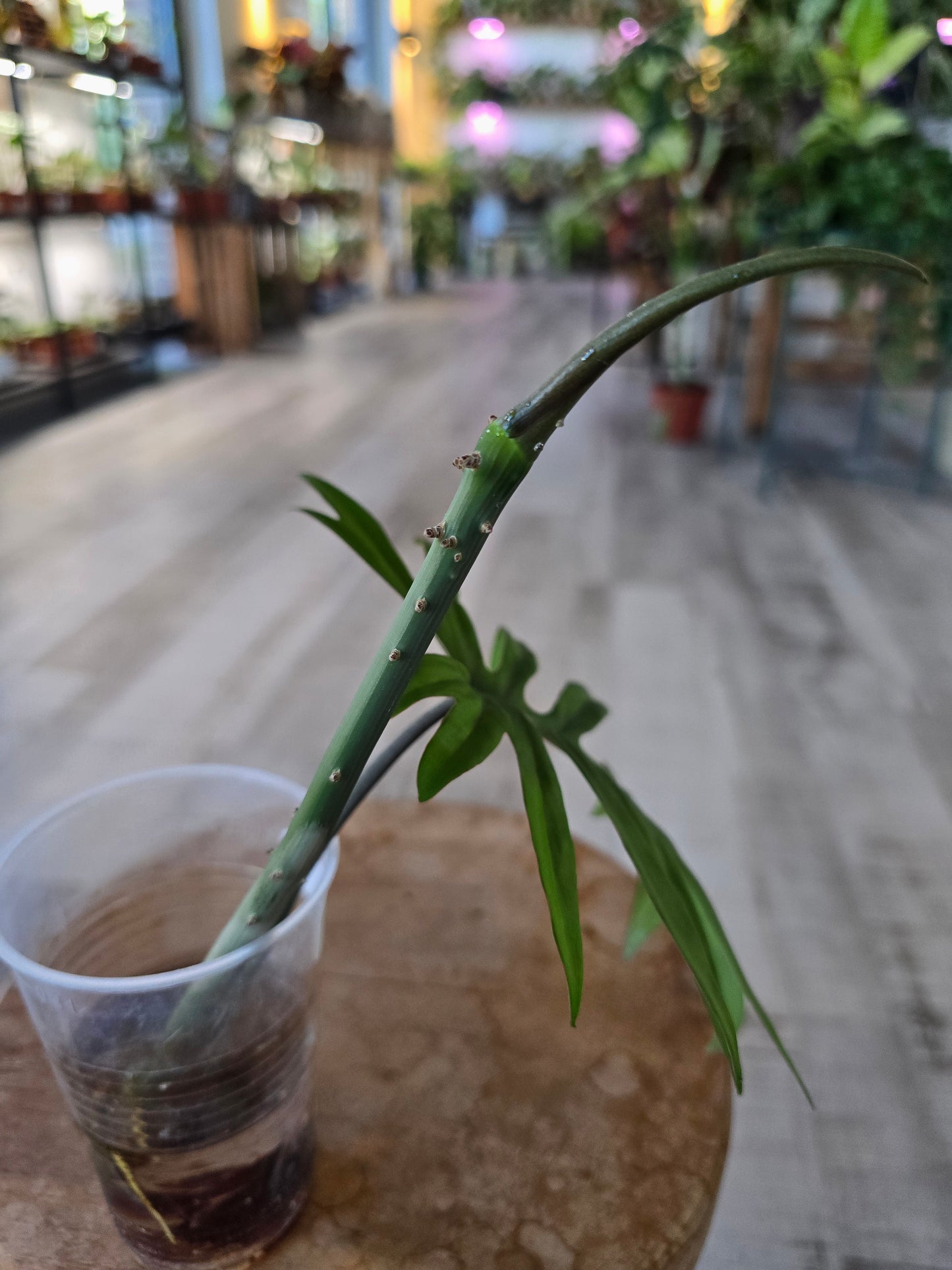 Philodendron Mayoi (JP)