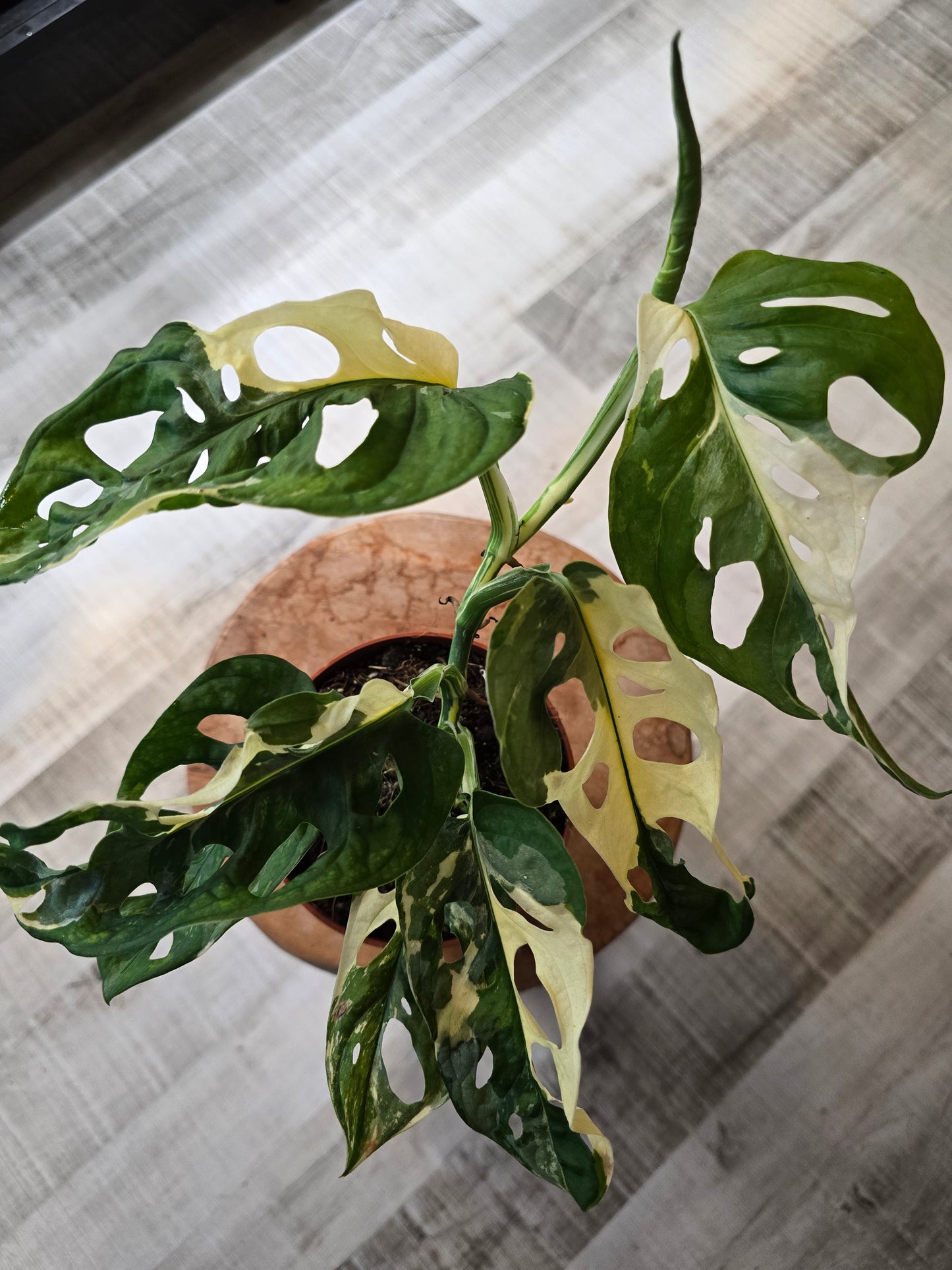 Monstera adansonii variegata