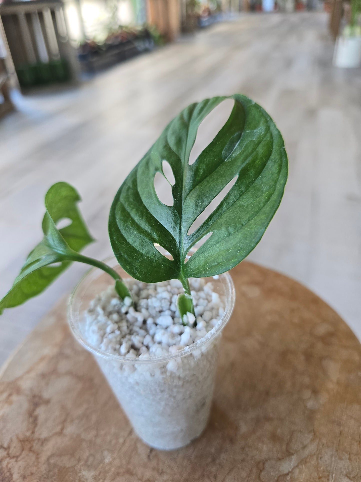Monstera adansonii mint (JP)
