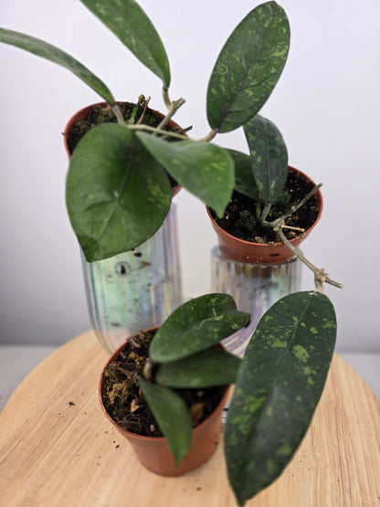 Hoya sp. Aceh