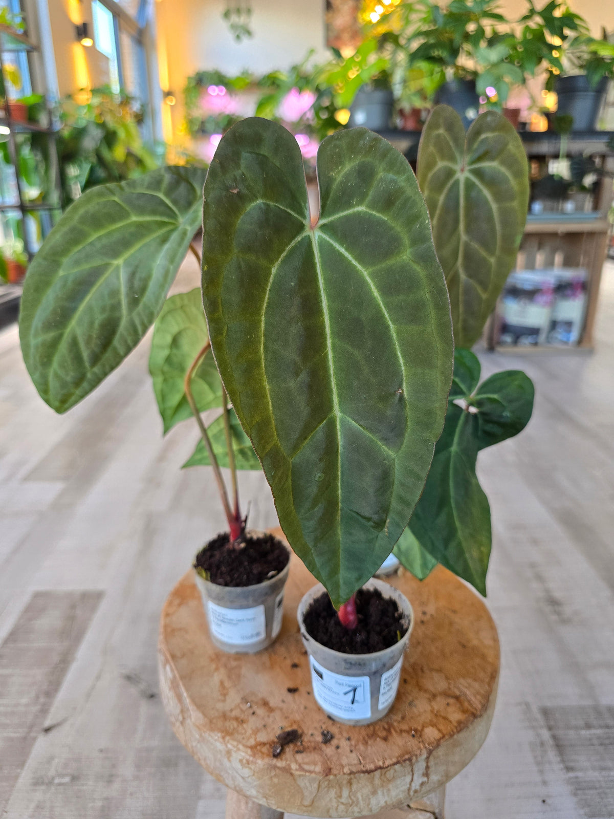 Anthurium Ace of Spades Dark Form × papillilaminum