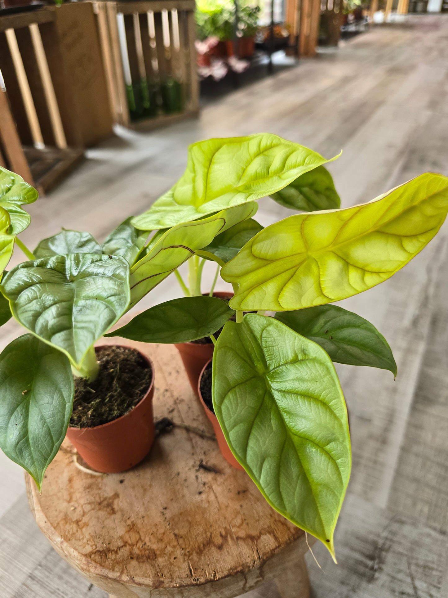 Alocasia 'Dragon Gold'