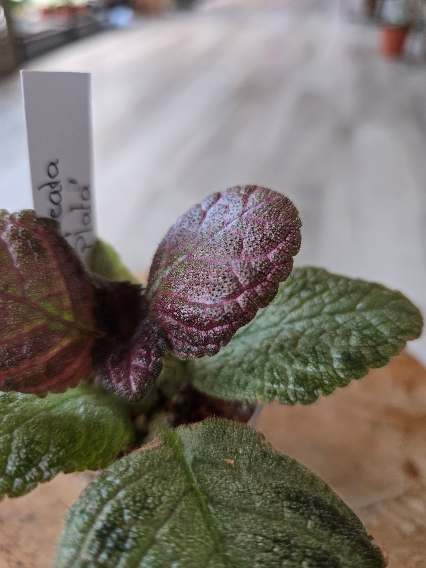 Episcia cupreata 'Tierra Plata'