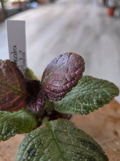 Episcia cupreata 'Tierra Plata'
