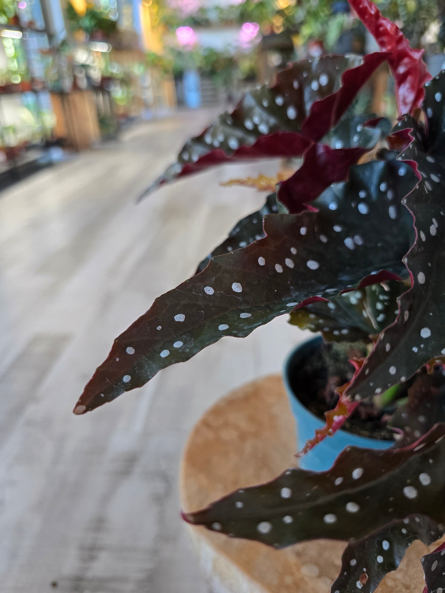 Begonia Maculata 'Black Forest'