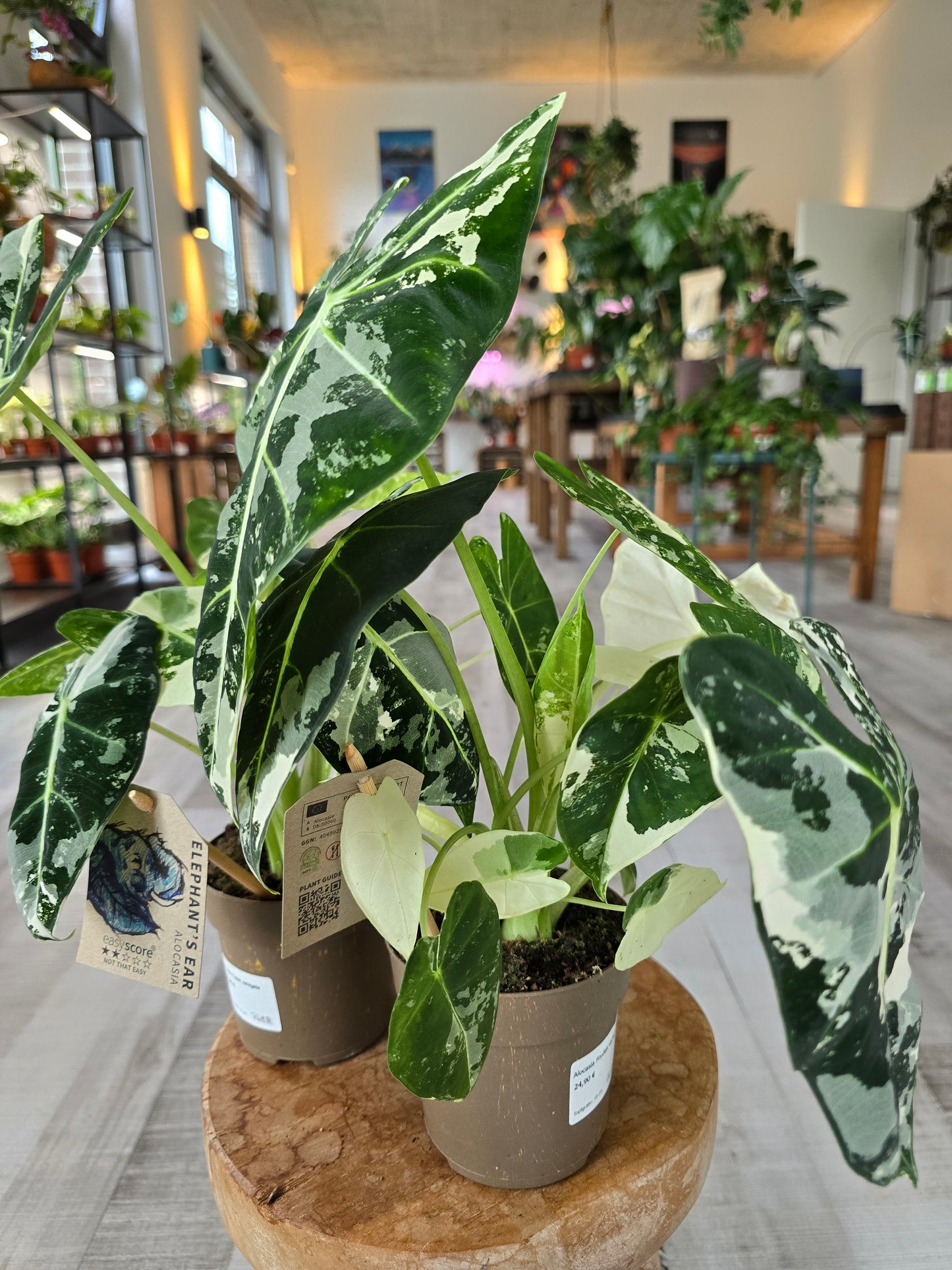 Alocasia Micholitziana 'Frydek variegata'