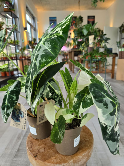 Alocasia Micholitziana 'Frydek variegata'