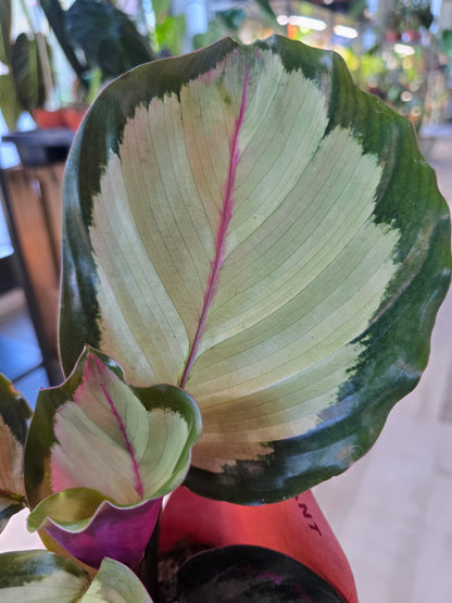Calathea Corona