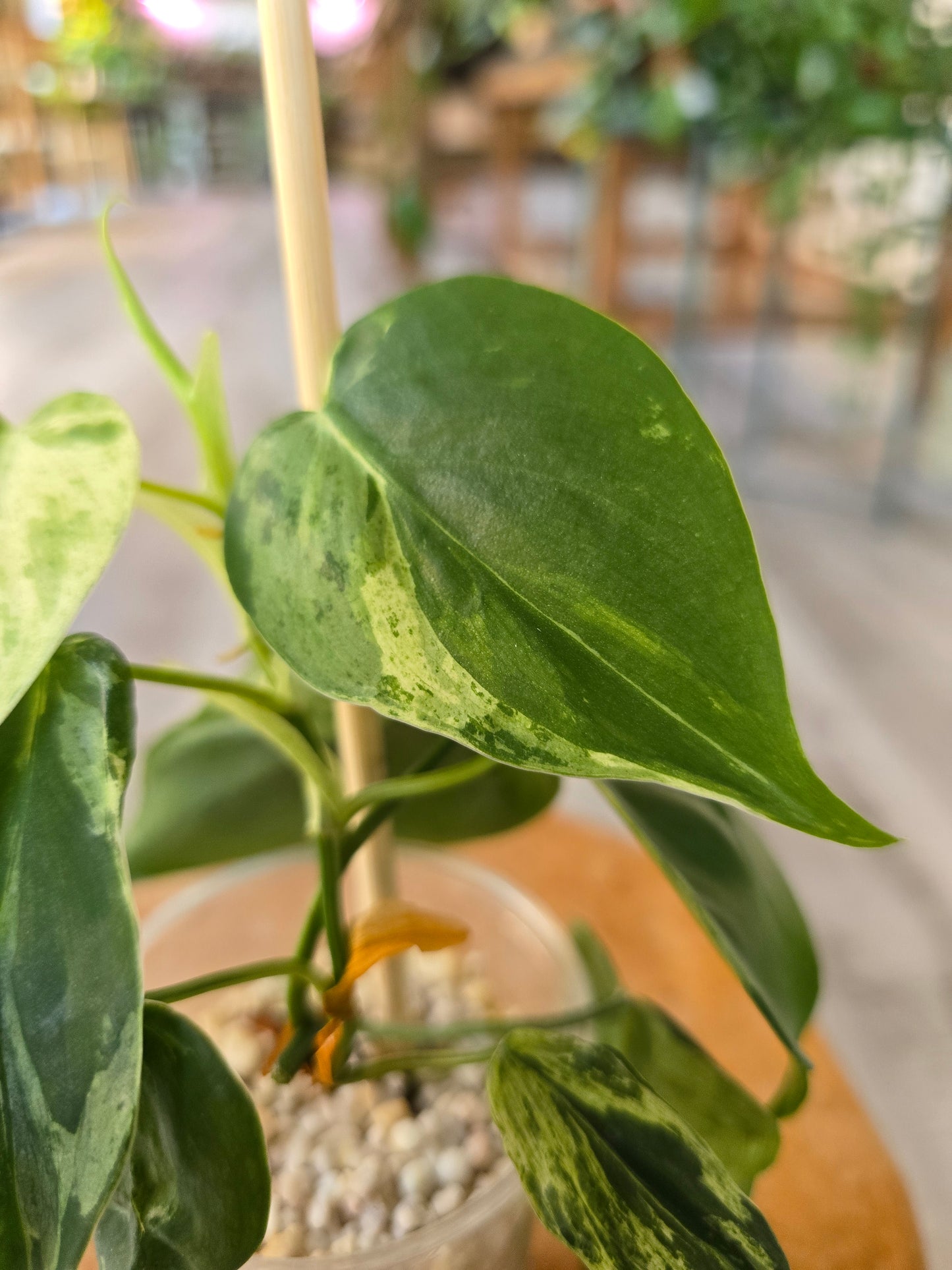 Philodendron hederaceum oxycardium variegata (JP)