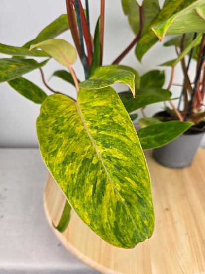 Philodendron Painted Lady