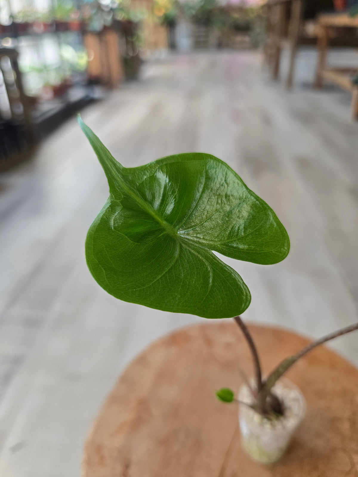 Alocasia Stingray (JP)
