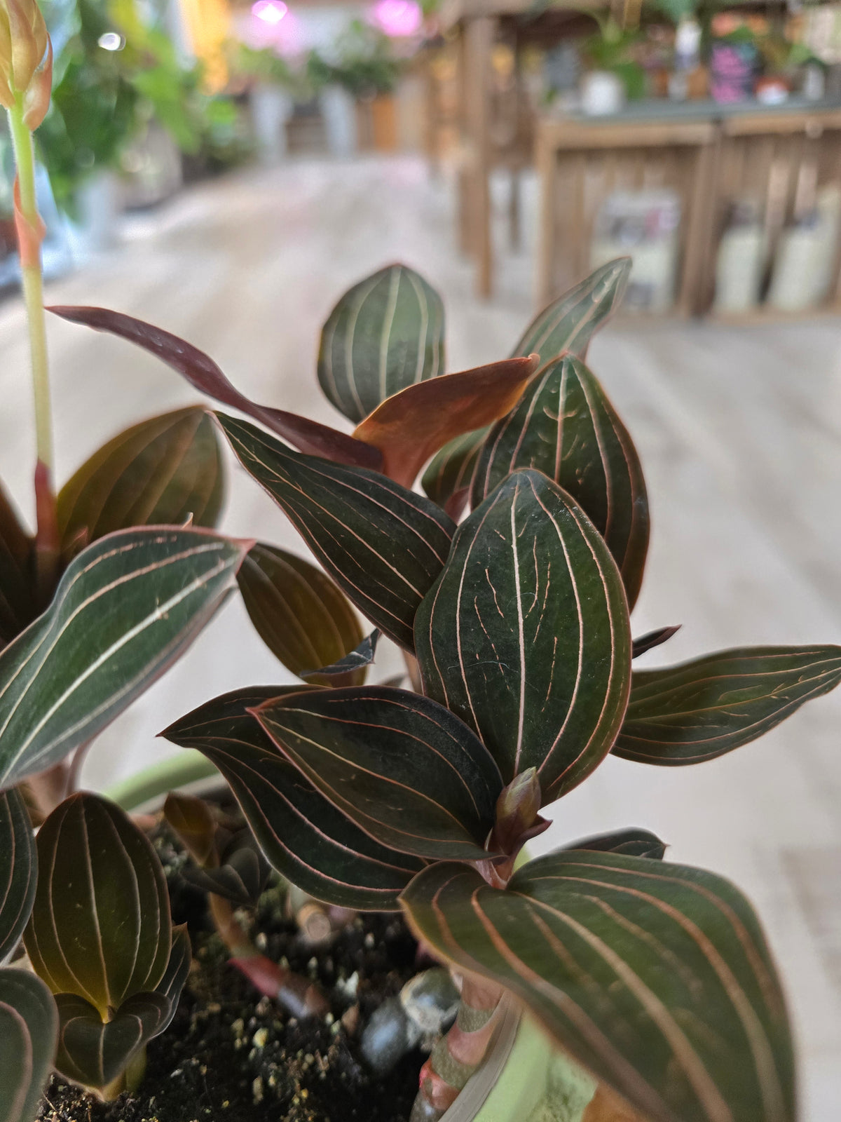 Ludisia Discolor