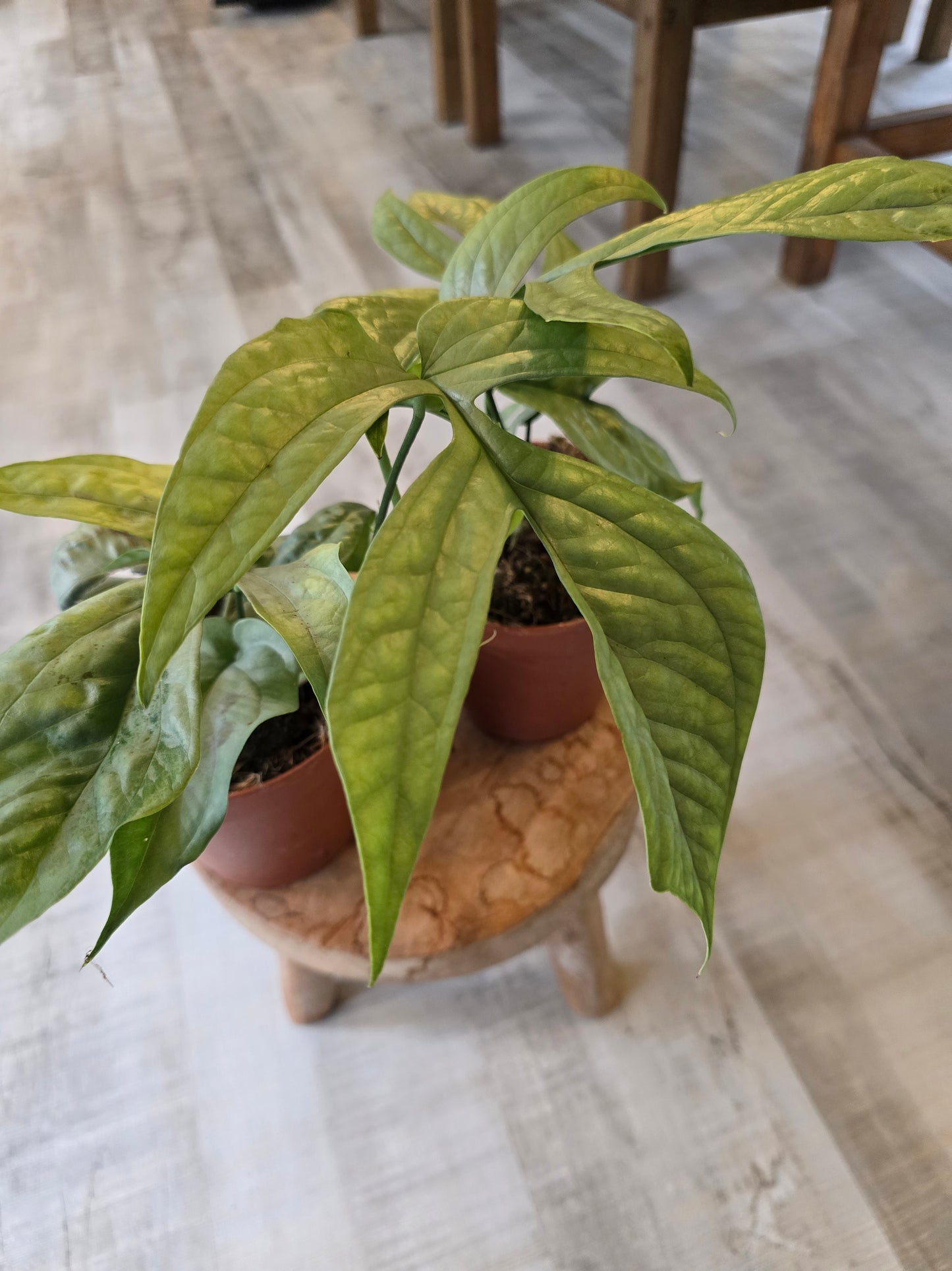 Amydrium Medium Silver