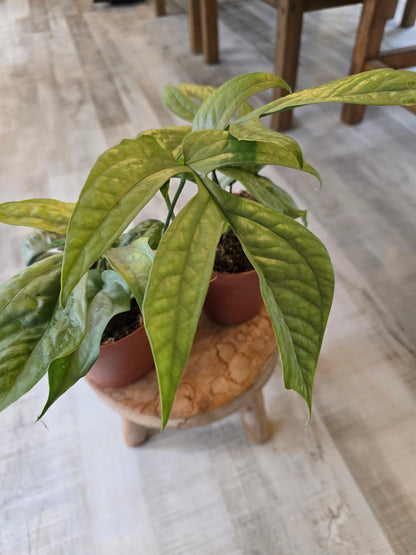 Amydrium Medium Silver