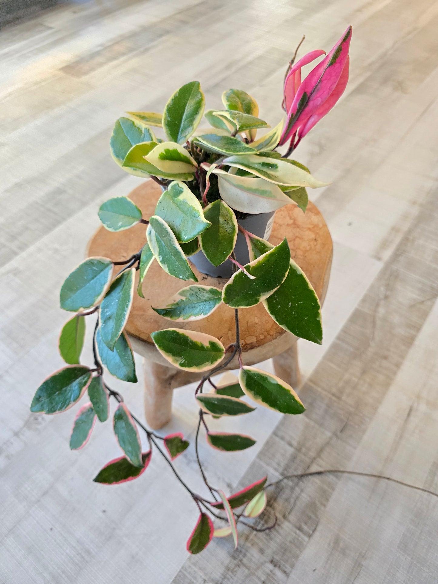 Hoya carnosa 'Flamingo Dream'