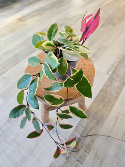 Hoya carnosa 'Flamingo Dream'