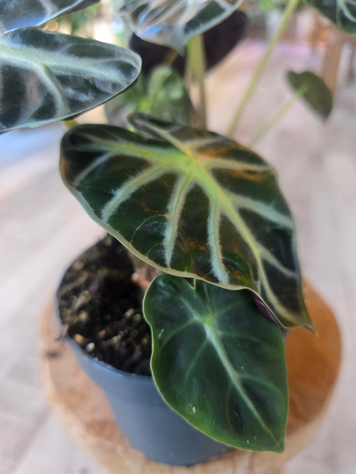 Alocasia Balloon Heart