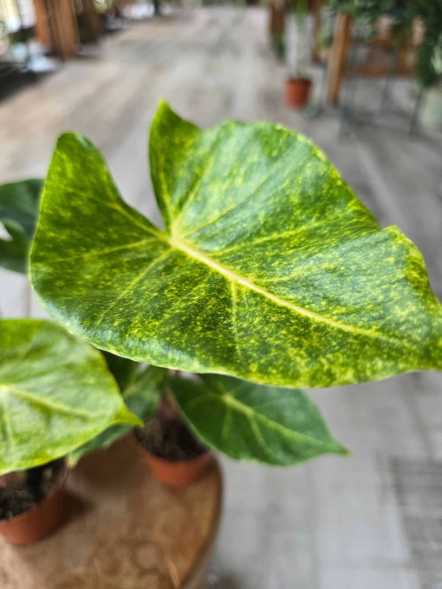 Alocasia New Guinea Gold