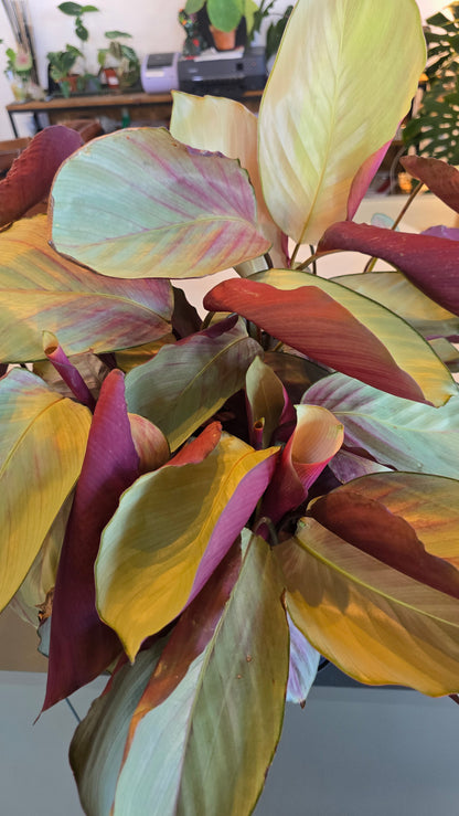 Calathea 'Silver Plate'