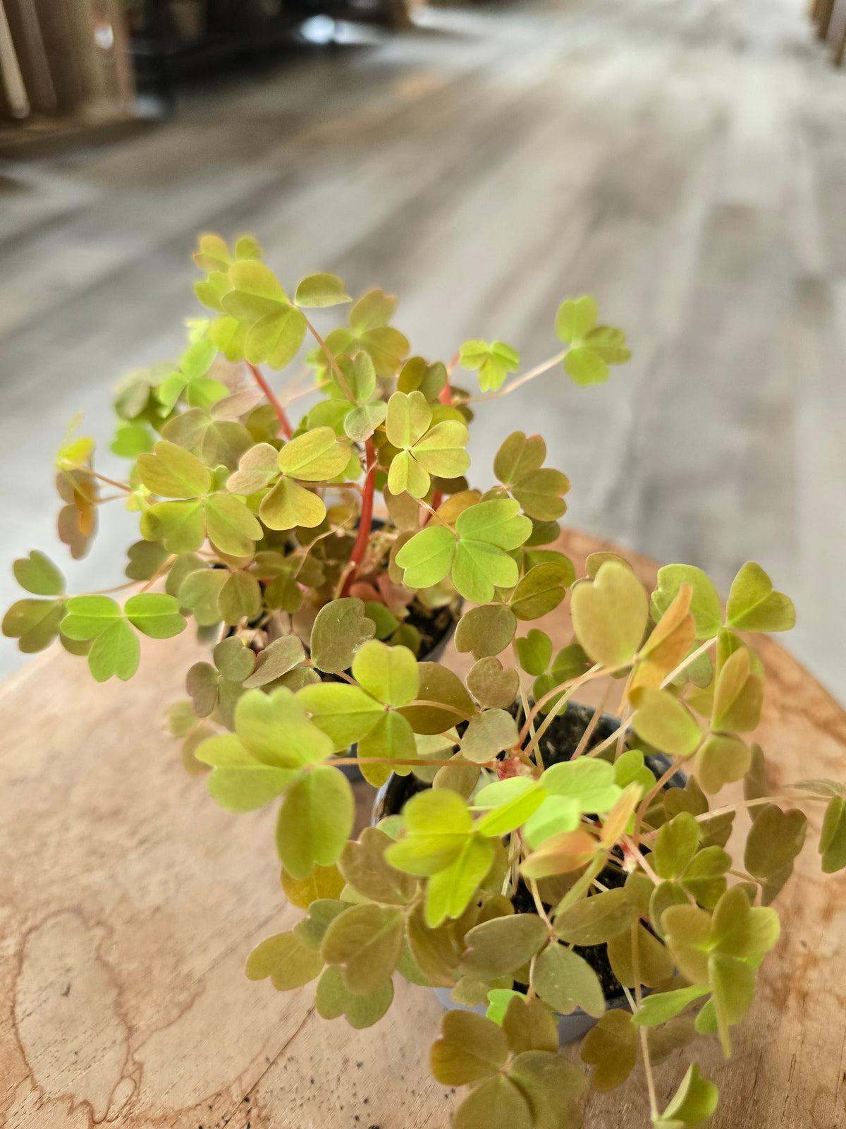 Oxalis vulcanicola 'Sunset Velvet‘
