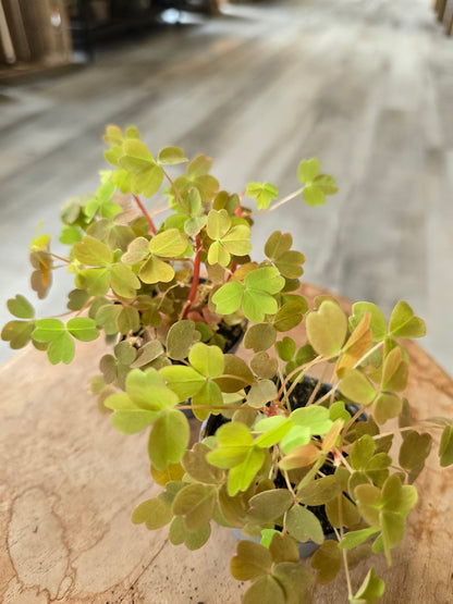 Oxalis vulcanicola 'Sunset Velvet‘