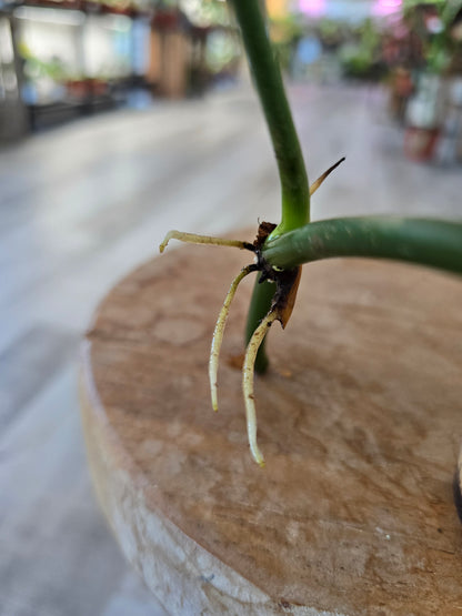 Philodendron Glorious (JP)