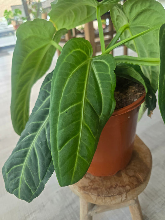 Anthurium villenaorum (2)