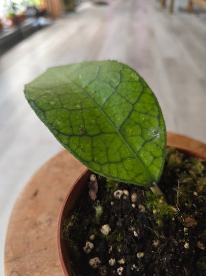 Hoya clemensiorum 'short leaf'