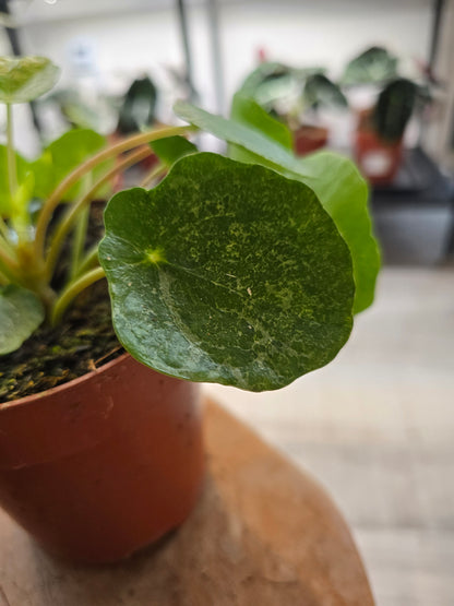Pilea peperomioides 'Sugar'