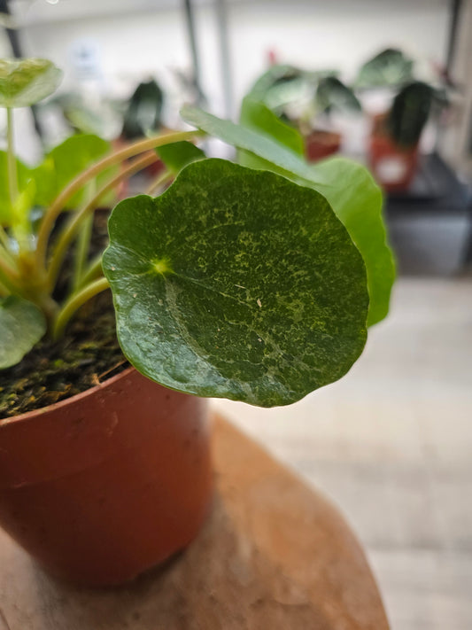 Pilea peperomioides 'Sugar'