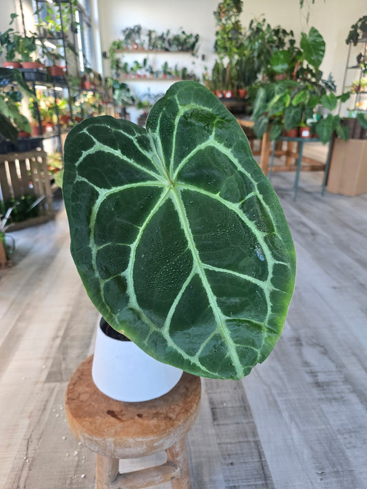 Anthurium forgetii x nigrolaminum gigi (1)
