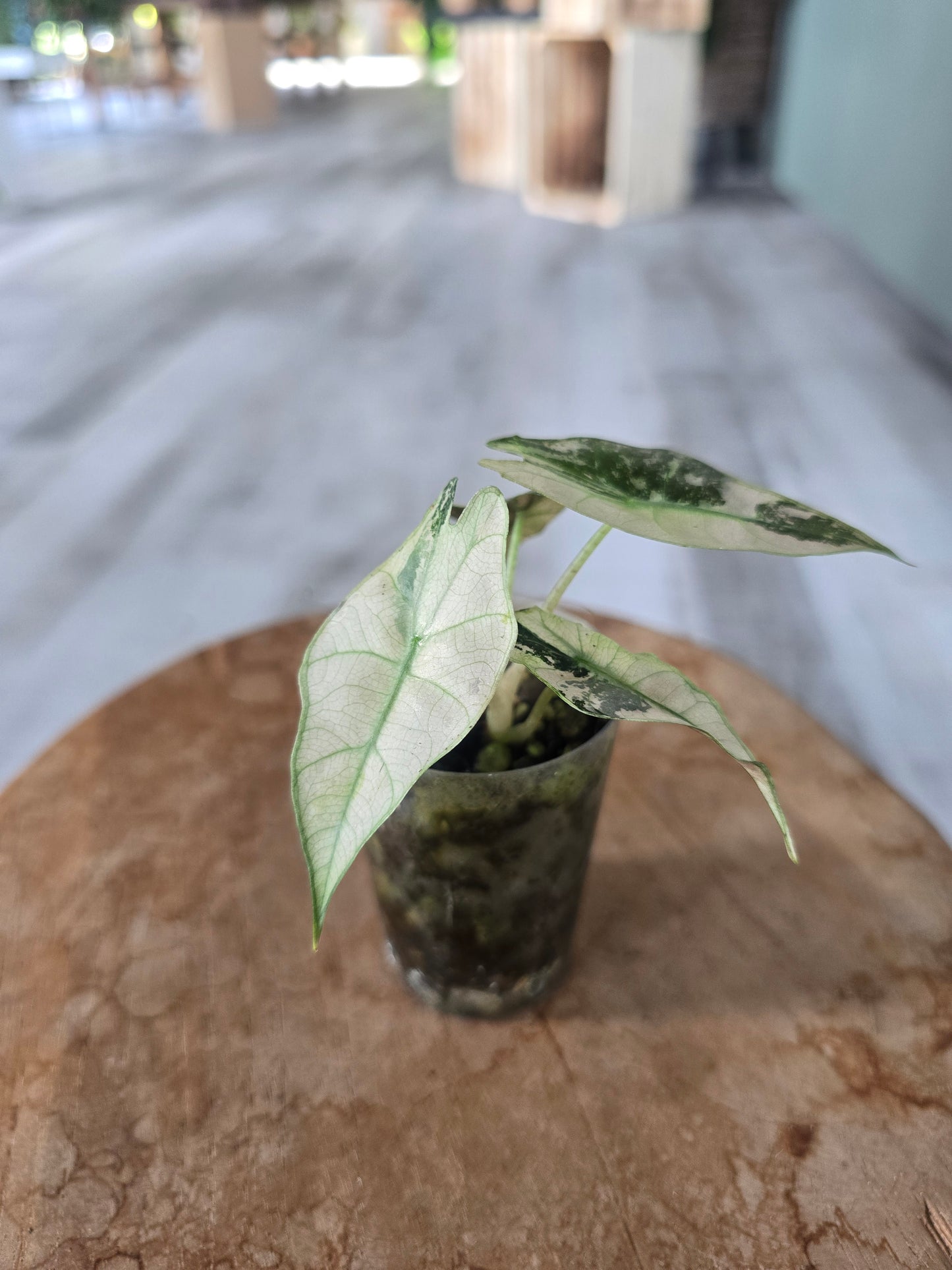 Alocasia Polly pink variegata (high variegated P2)