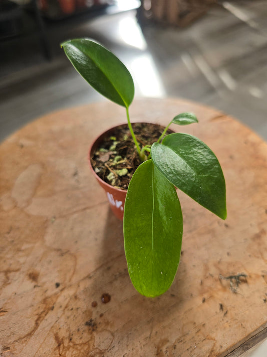 Anthurium Wendlingeri (LS 33)