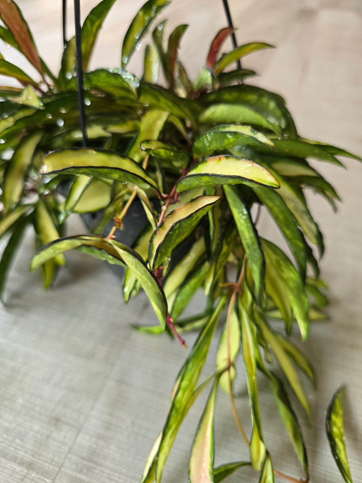 Hoya wayetii Tricolor