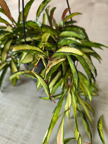 Hoya wayetii Tricolor