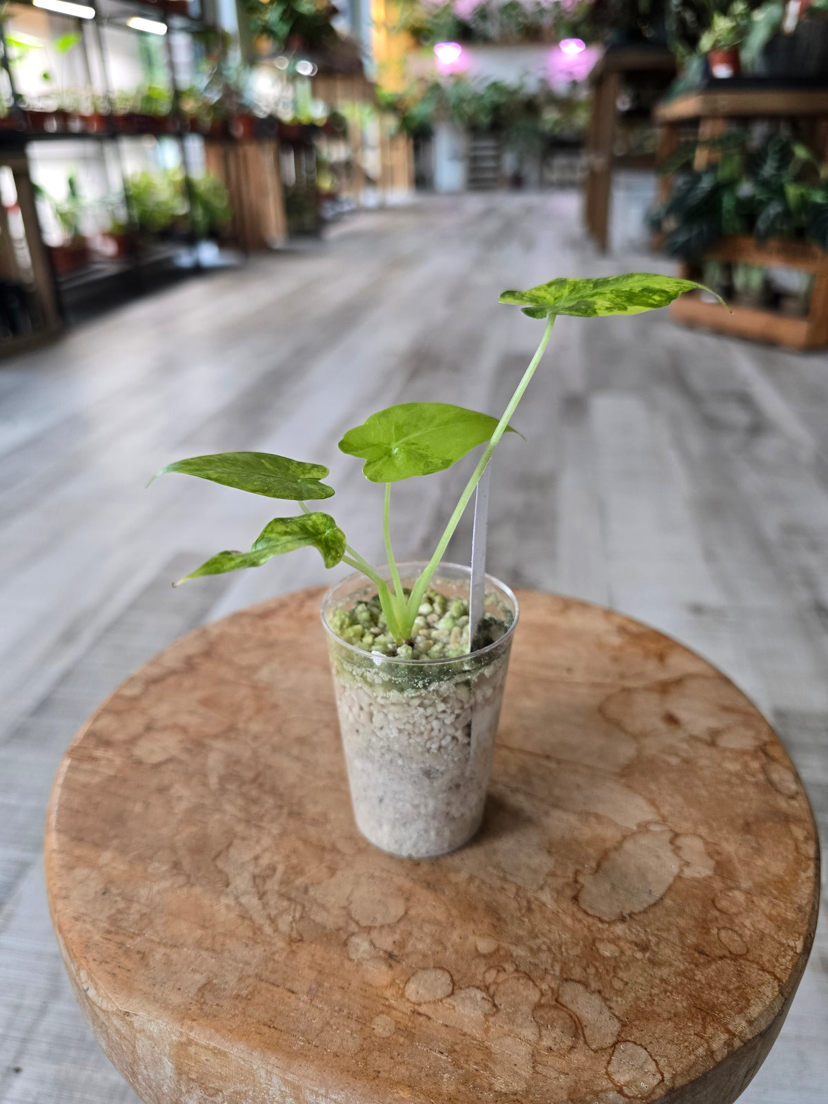 Alocasia Macrorrhiza aurea variegata (JP)