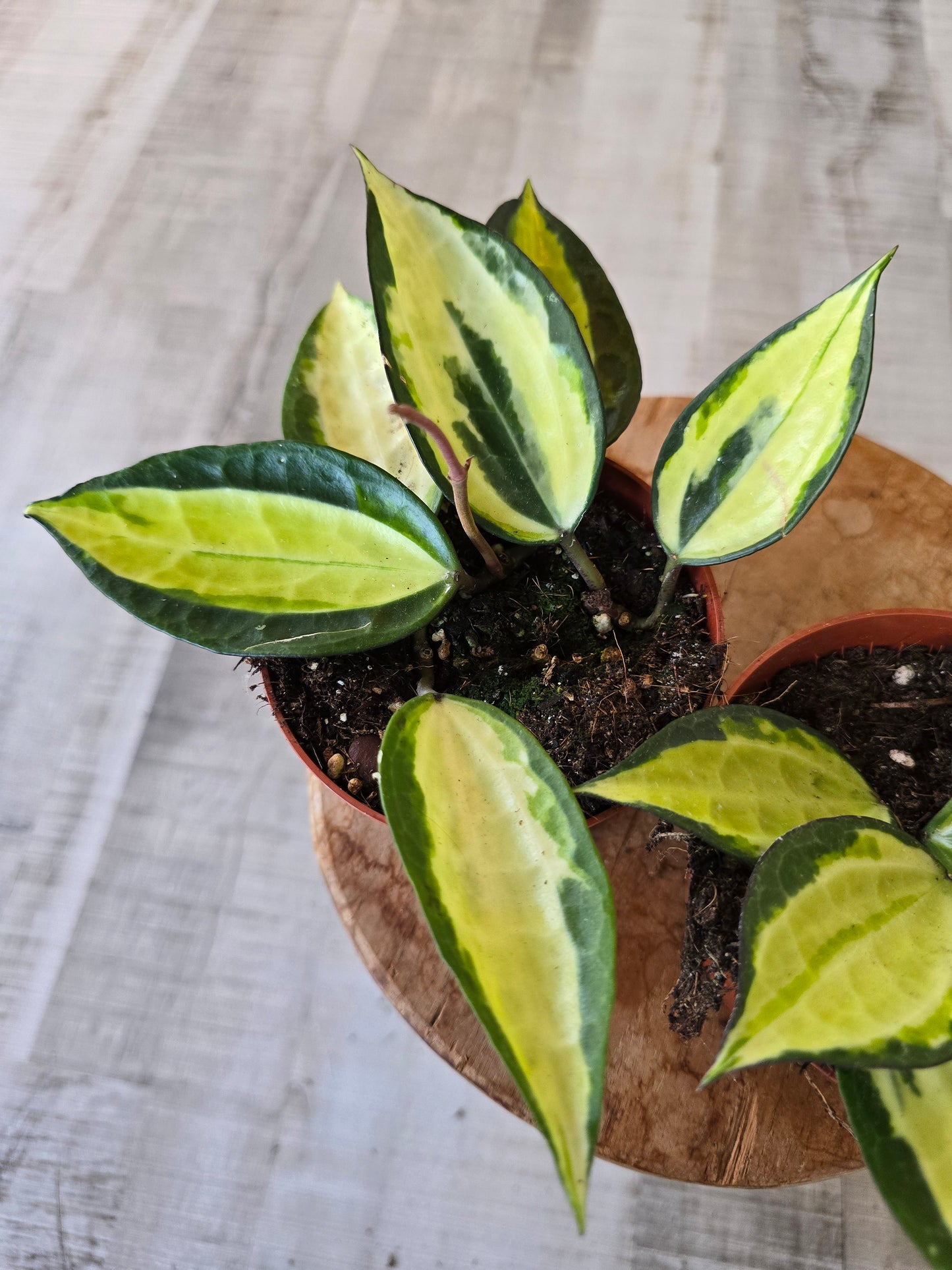 Hoya latifolia 'Pot of Gold'
