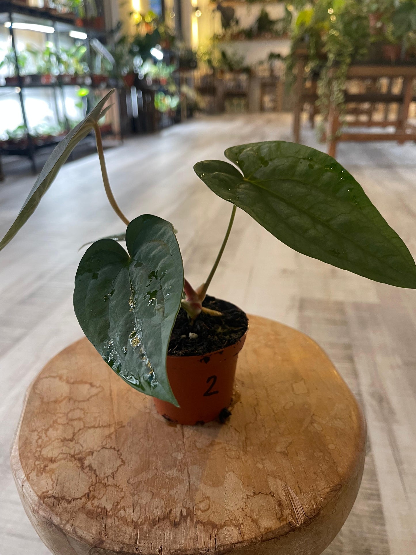 Anthurium papillilaminum x Dressleri (S2)