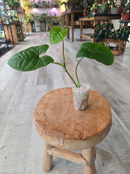 Syngonium sp. Costa Rica (JP1)