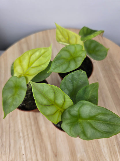Alocasia 'Dragon gold'