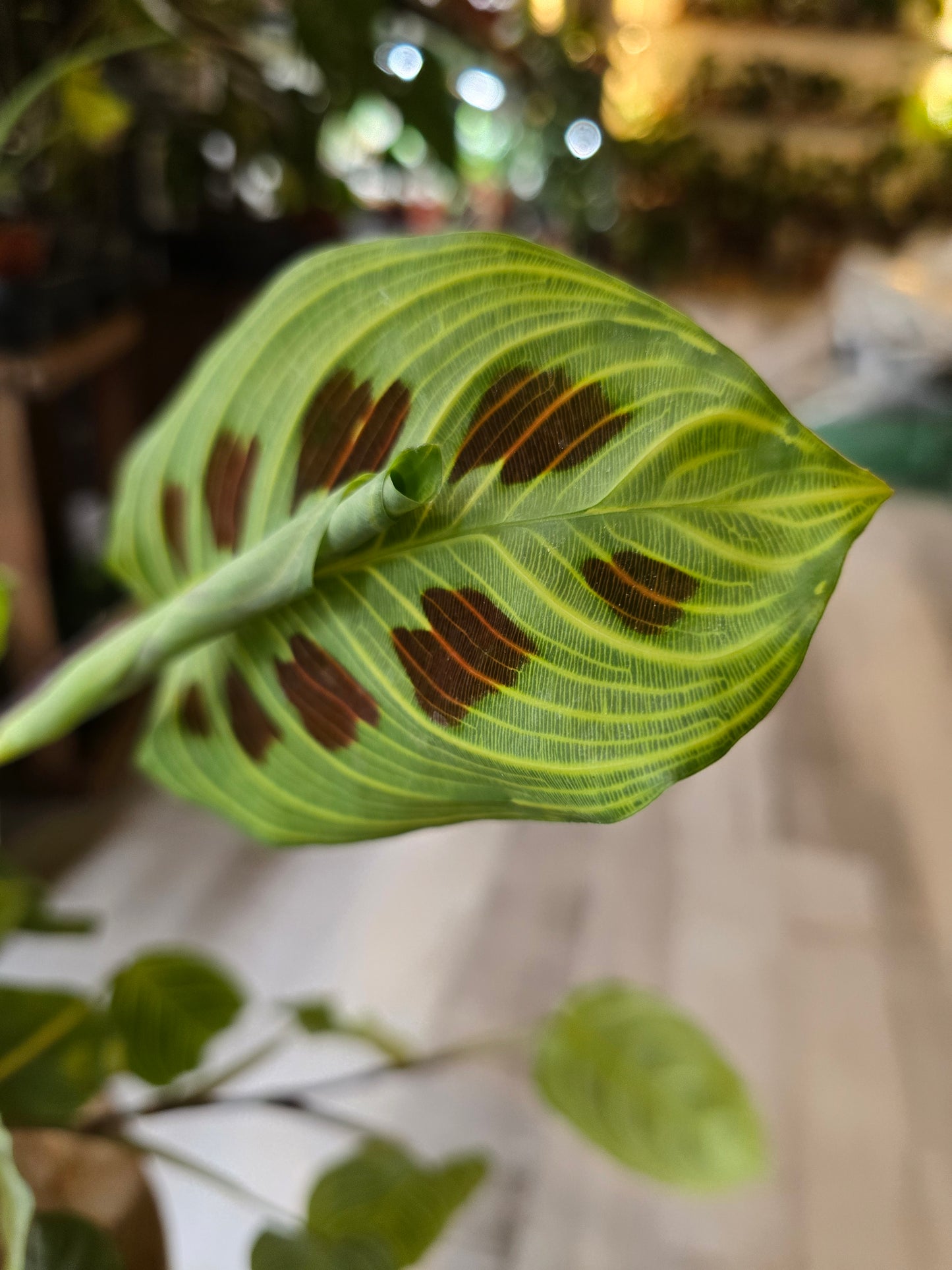 Maranta Light Veins