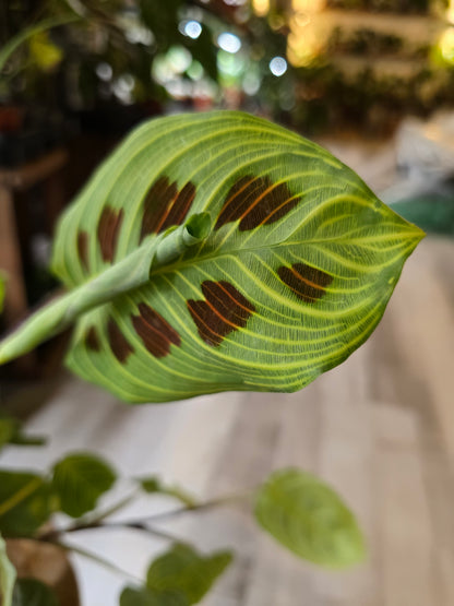 Maranta Light Veins