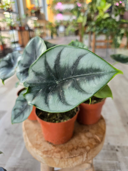 Alocasia reversa